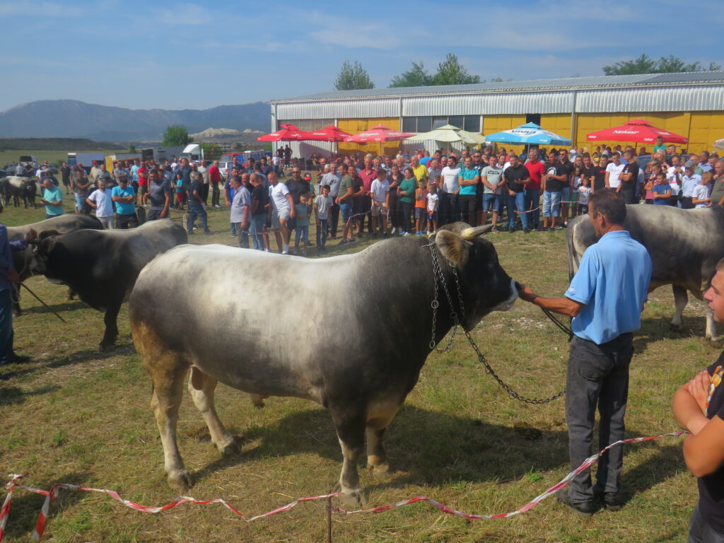 bikovi-3-1024x768 U Gacku održana 47. Regionalna stočna izložba