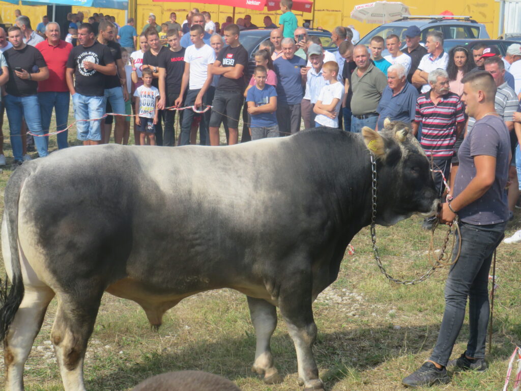 buik-2-4-1024x768 U Gacku održana 47. Regionalna stočna izložba