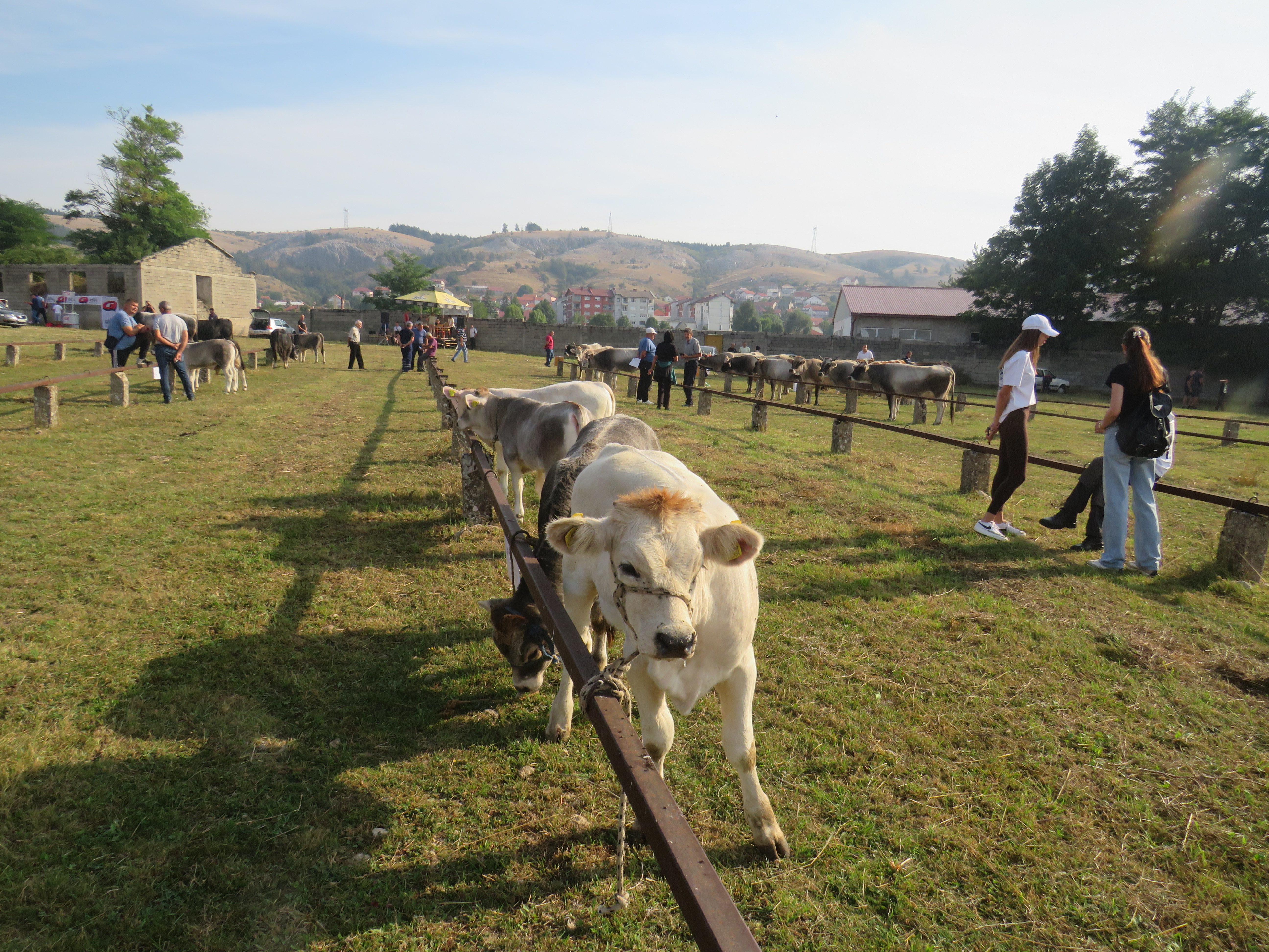 telad-1-2 U Gacku održana 47. Regionalna stočna izložba