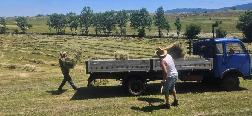 bale-2-1 Prinosi i kvalitet sijena izuzetno dobri