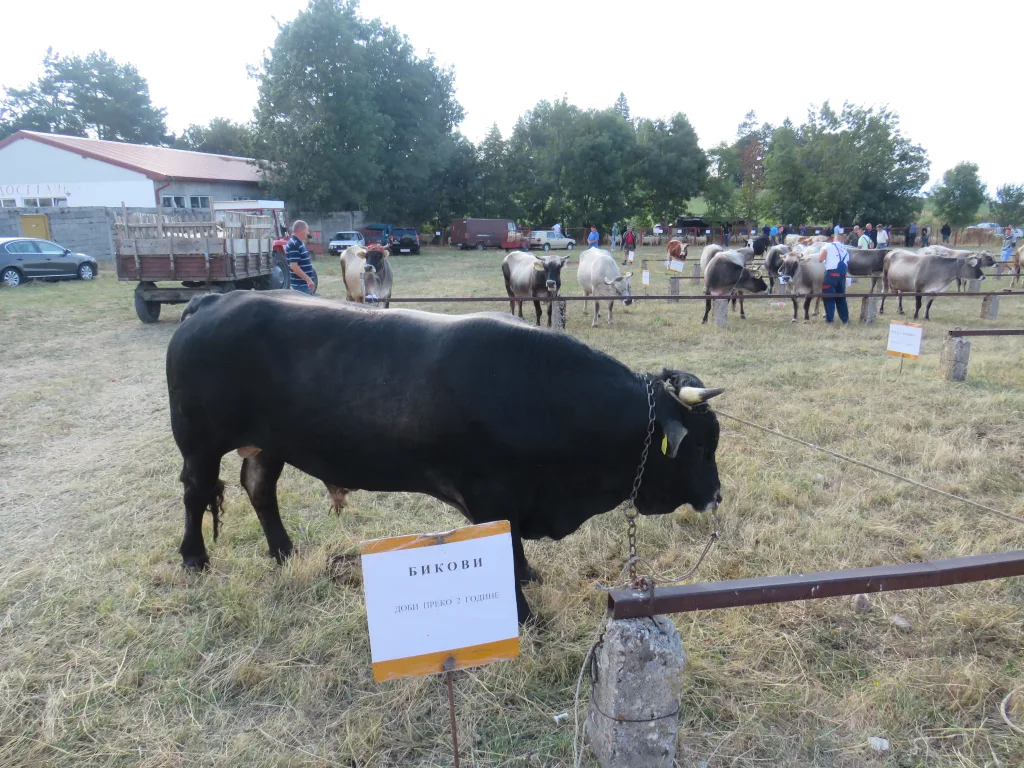 IMG_6697-1024x768-jpg У Гацку одржана 48. Регионална сточна изложба