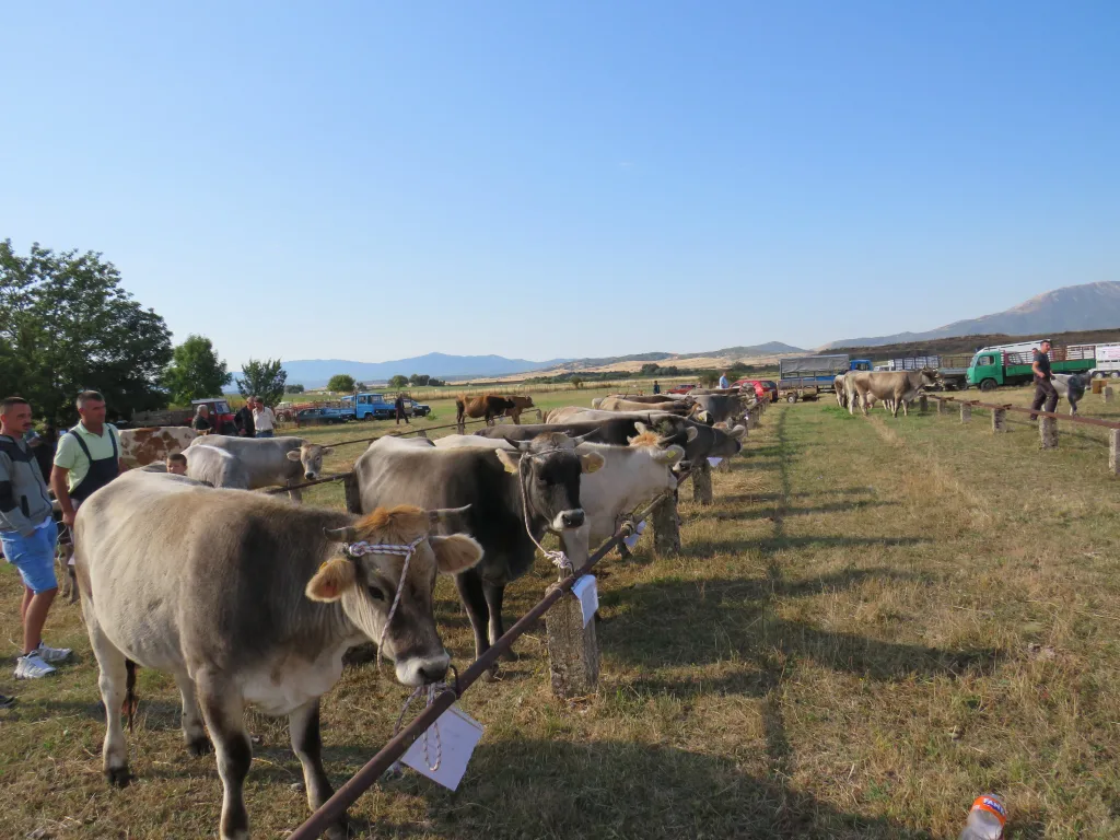 IMG_6699-1024x768-jpg У Гацку одржана 48. Регионална сточна изложба