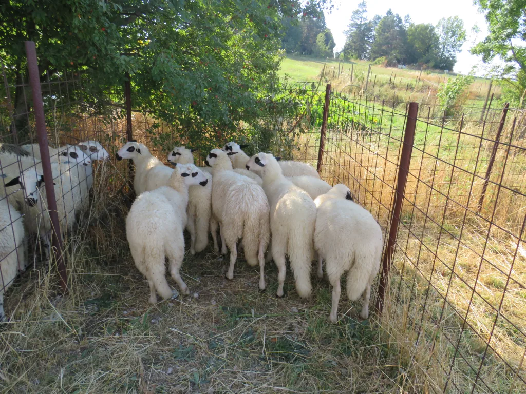 jagljad-1-1024x768-jpg У Гацку одржана 48. Регионална сточна изложба