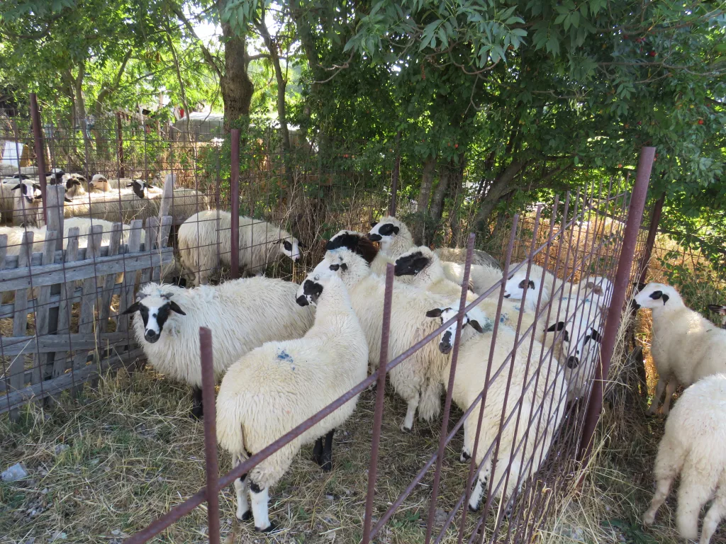 jagnjad-2-1024x768-jpg У Гацку одржана 48. Регионална сточна изложба