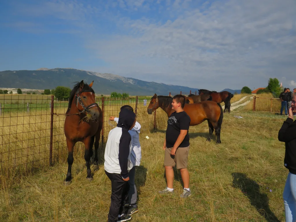 konji-1-1024x768-jpg У Гацку одржана 48. Регионална сточна изложба