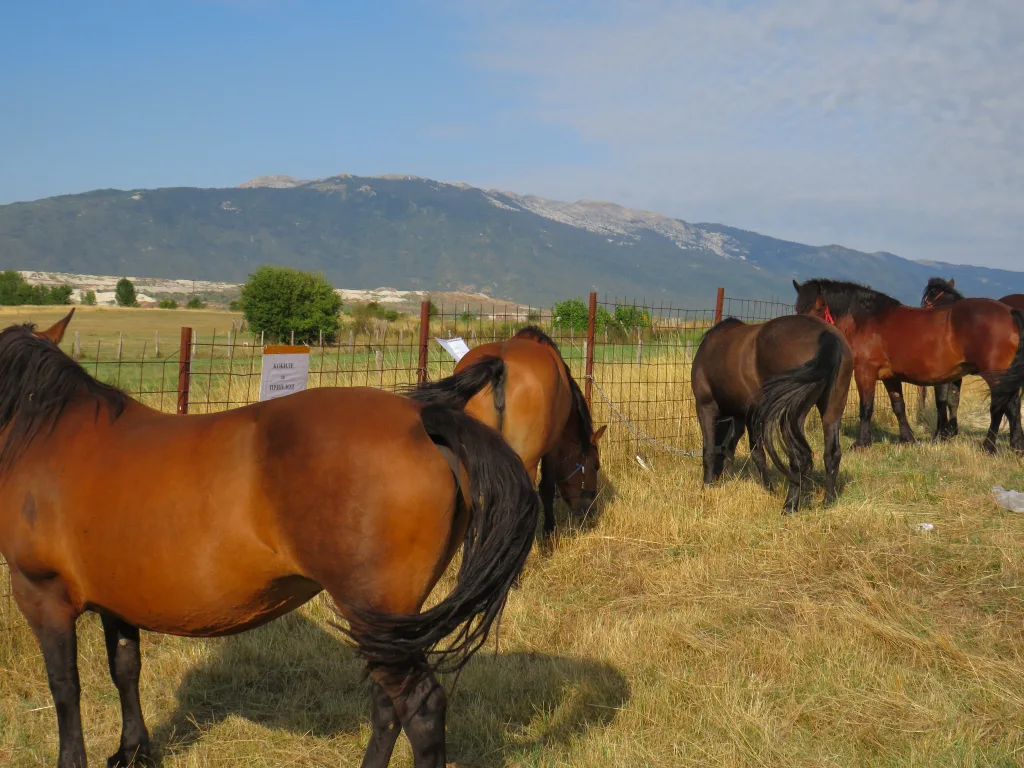 konji-1024x768-jpg У Гацку одржана 48. Регионална сточна изложба