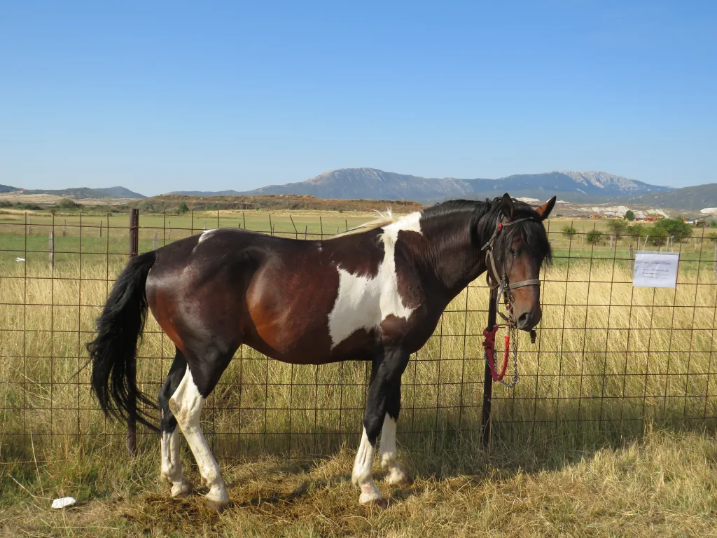 konji-2-1024x768-jpg У Гацку одржана 48. Регионална сточна изложба