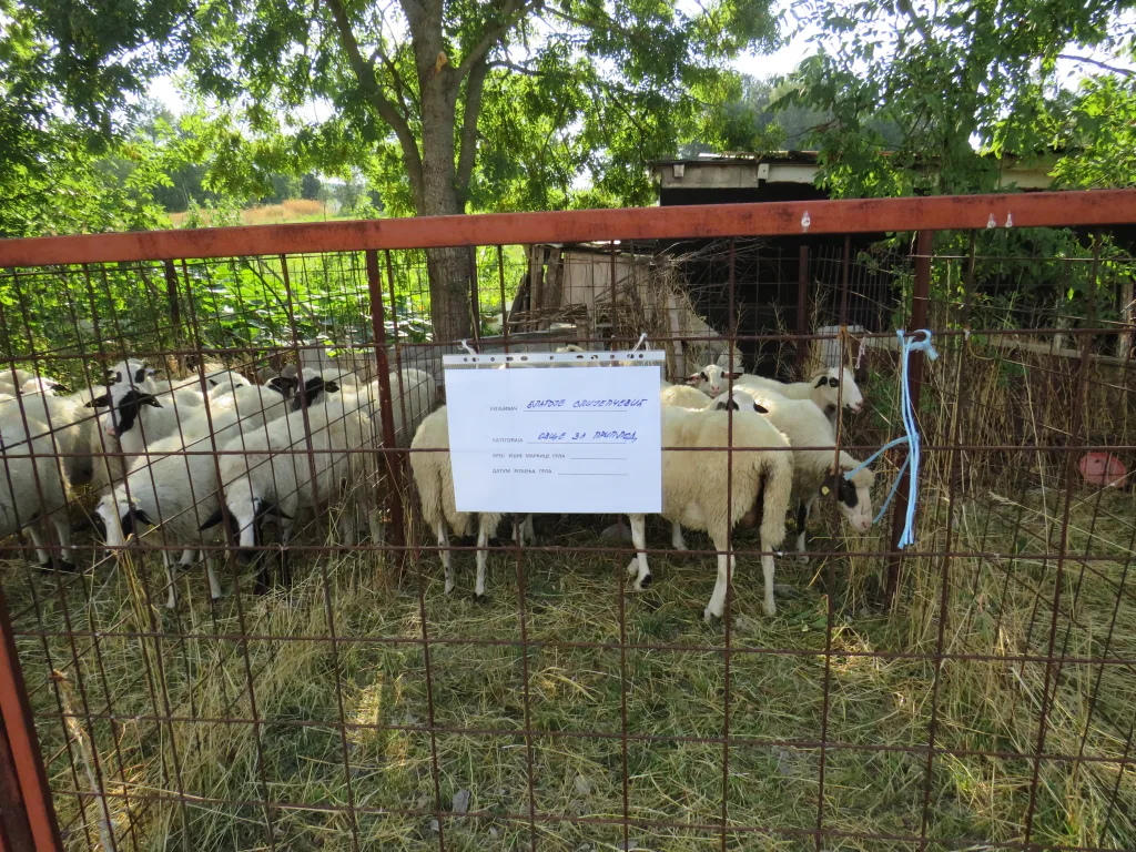 ovce-1024x768-jpg У Гацку одржана 48. Регионална сточна изложба