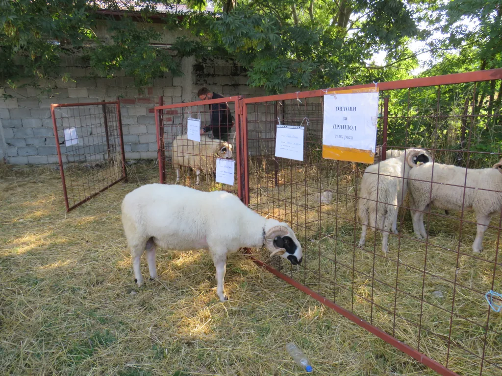 ovnovi-1-1024x768-jpg У Гацку одржана 48. Регионална сточна изложба