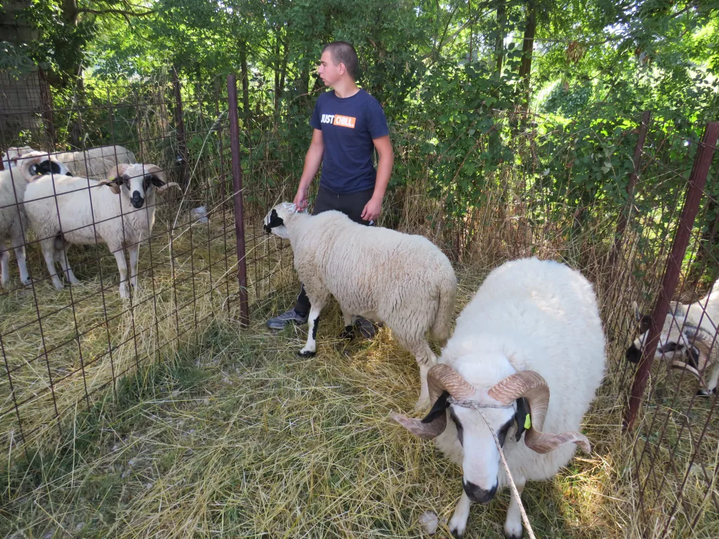 ovnovi-1024x768-jpg У Гацку одржана 48. Регионална сточна изложба