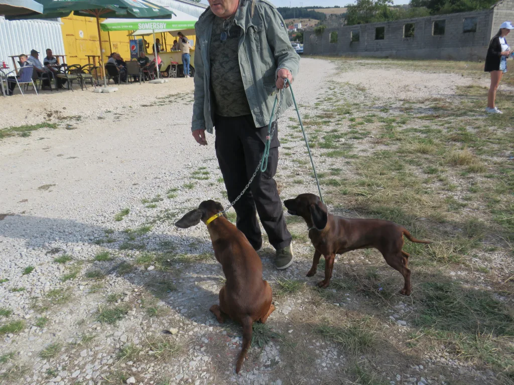 pas-1-1024x768-jpg У Гацку одржана 48. Регионална сточна изложба