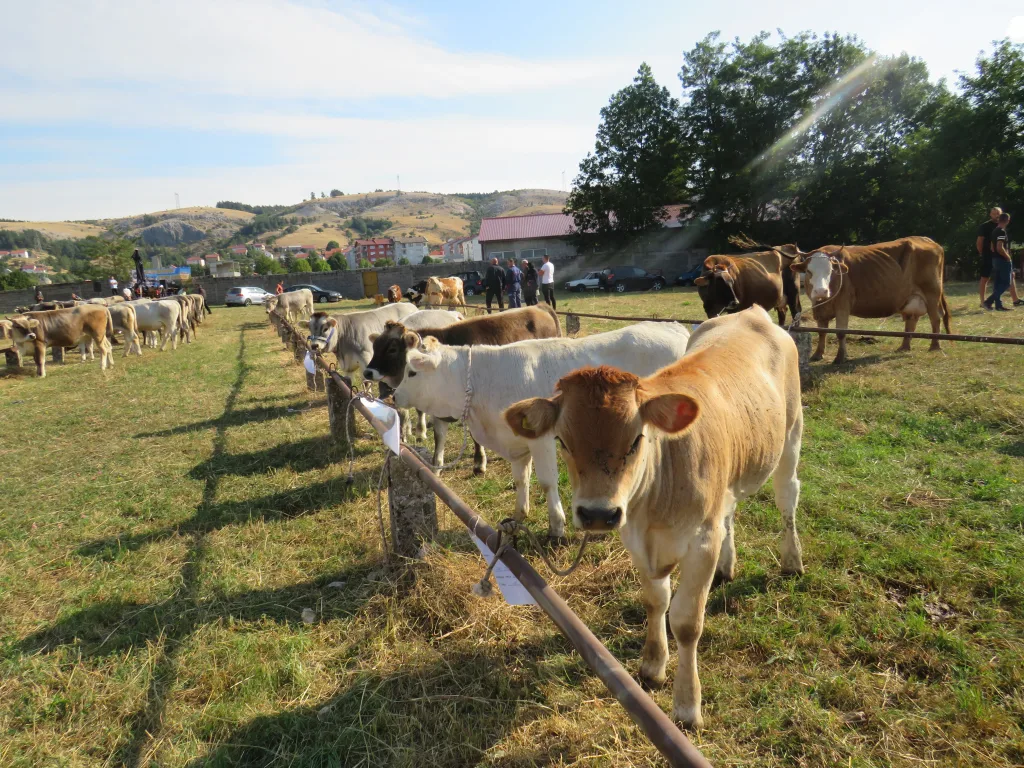 ps-2-1-1024x768-jpg У Гацку одржана 48. Регионална сточна изложба