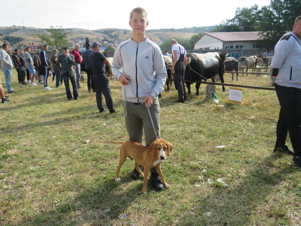 ps-2-2-1024x768-jpg У Гацку одржана 48. Регионална сточна изложба