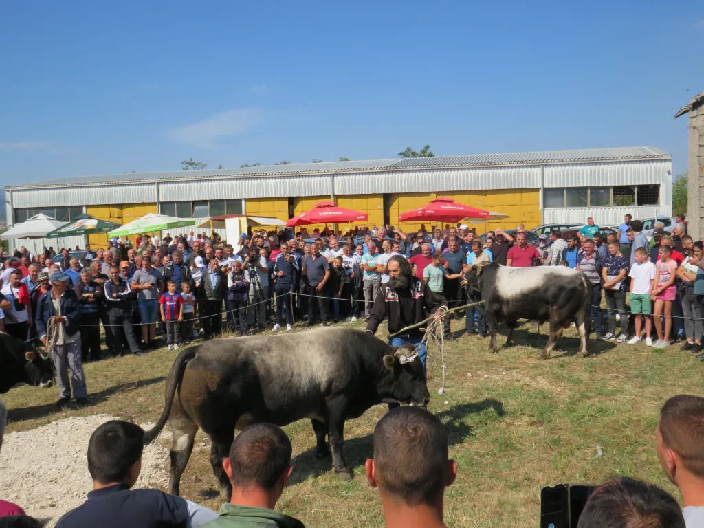 sl-1-2-1024x768-jpg У Гацку одржана 48. Регионална сточна изложба