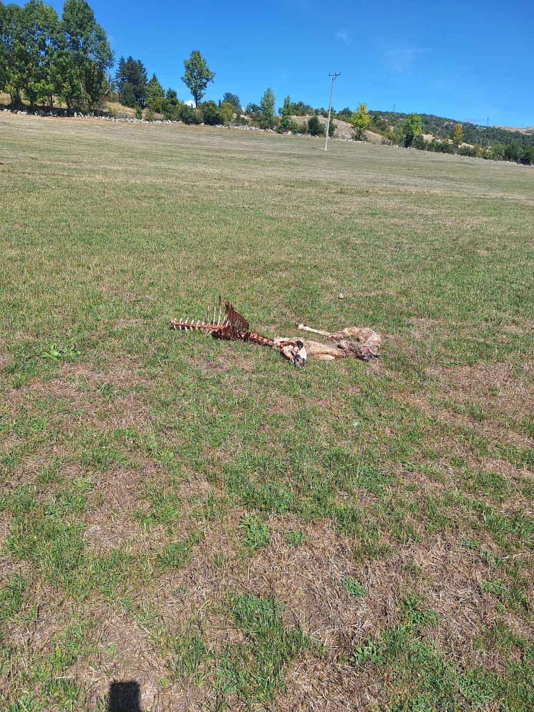 Messenger_creation_43AB7EB6-C165-401C-B0A0-B26ACBF40757-768x1024-jpeg U gatačkom selu Lukovice medvjed napao stado ovaca