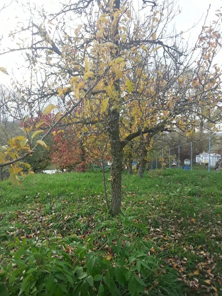 20251030_152733-768x1024-jpg Gacko u bojama jeseni