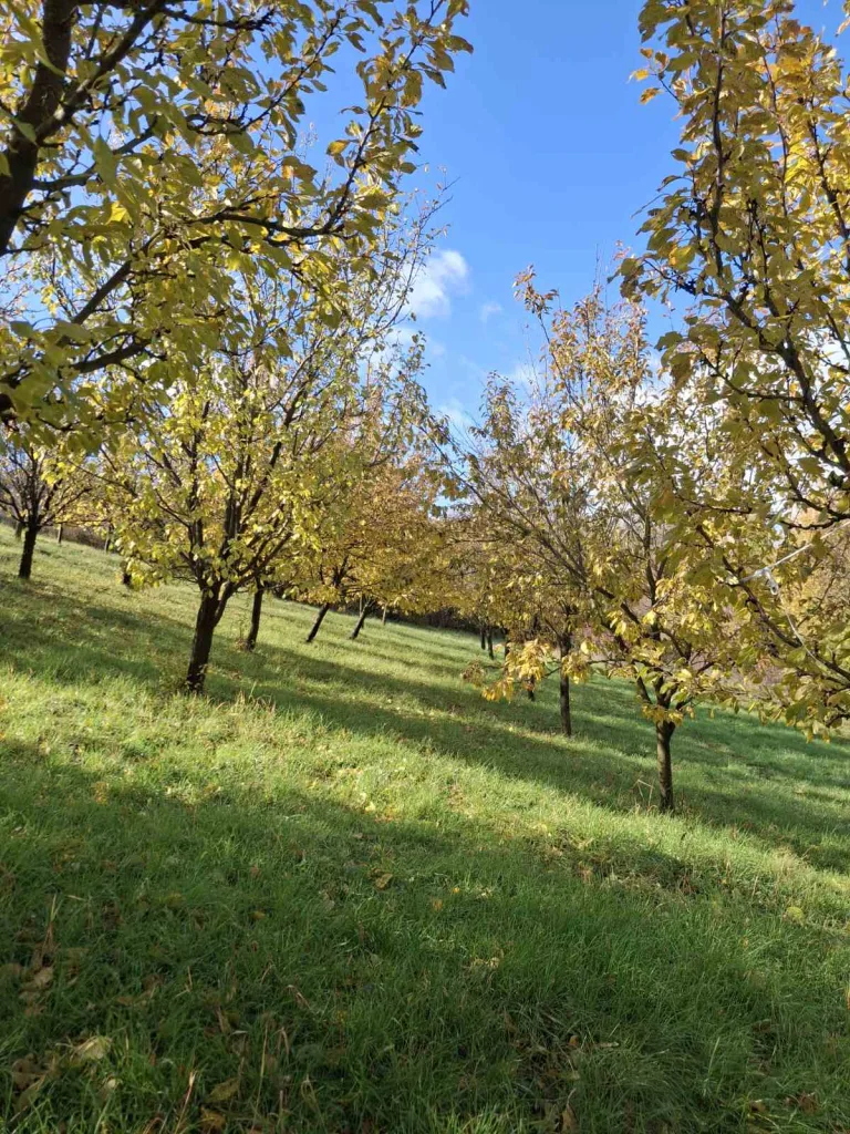 IMG-31097c04352b00b328fd43313b998913-V-768x1024-jpg Gacko u bojama jeseni