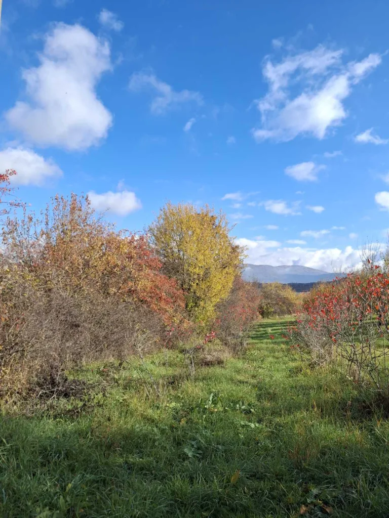 IMG-e1d5c57e59b9909daaf16ee78a8e7608-V-2-768x1024-jpg Gacko u bojama jeseni