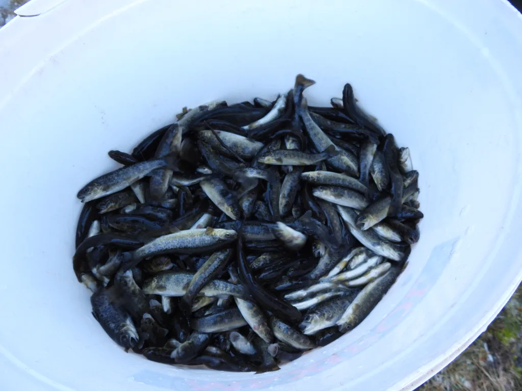 DSCN0621-1-1024x768-jpg Завршено јесење порибљавање вода риболовне зоне "Гацко"