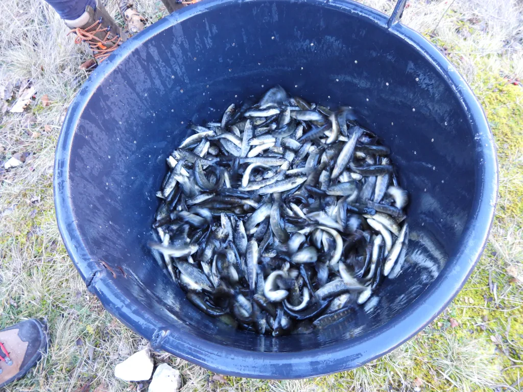 DSCN0628-1024x768-jpg Завршено јесење порибљавање вода риболовне зоне "Гацко"