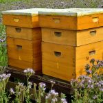 beehive-3703434_960_720